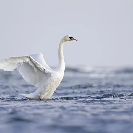 Akzent Kaliebe 4* Trassenheide